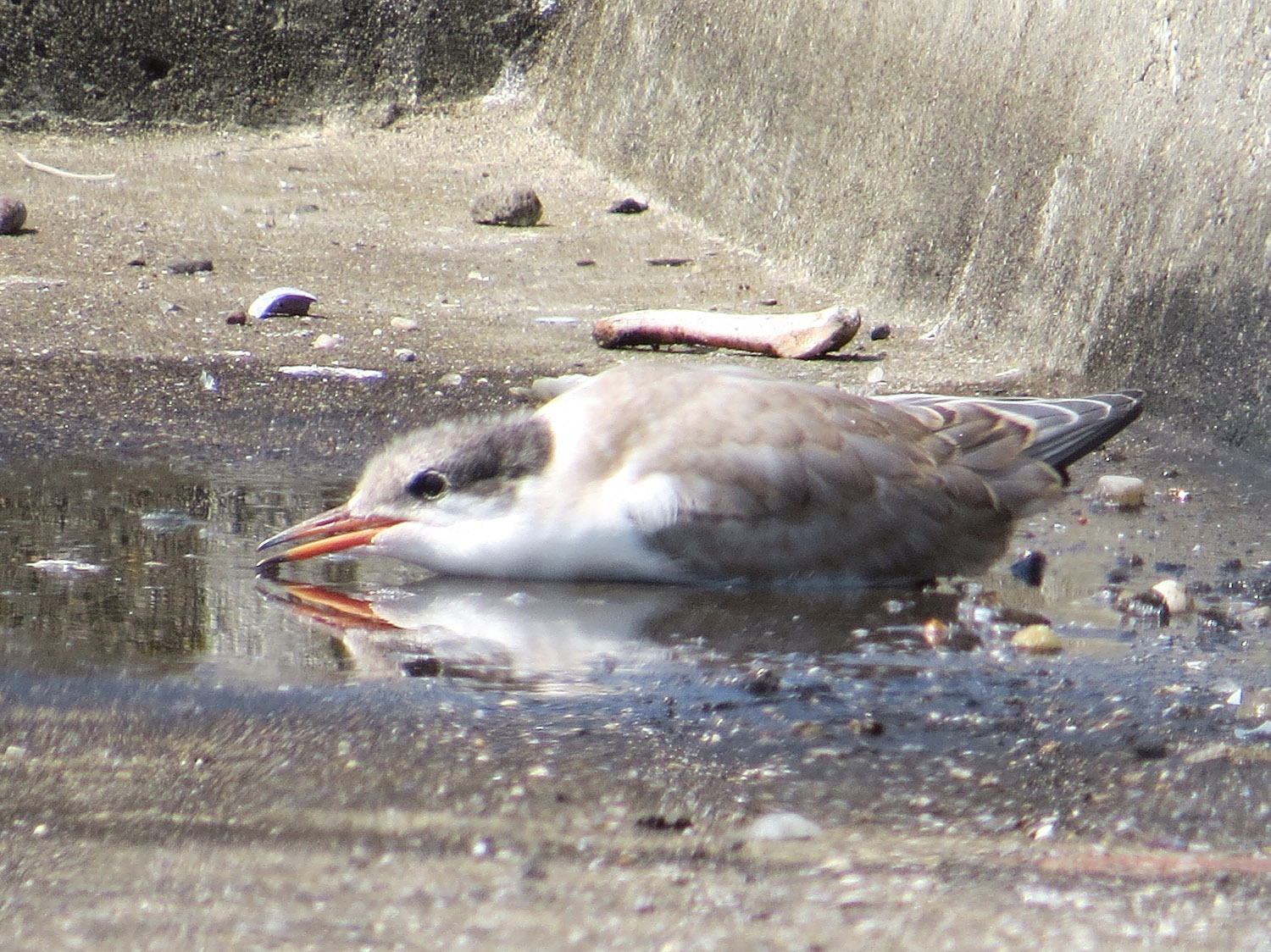 Common Terns 1500 7-17-2016 058.jpg