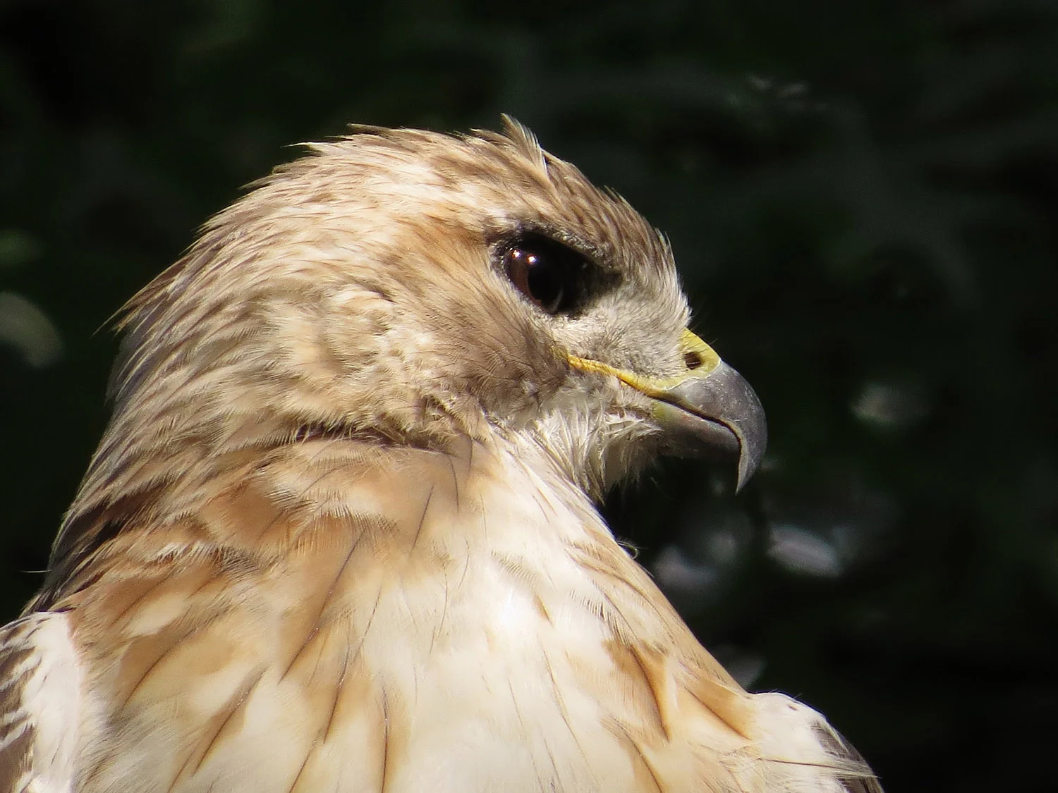 Pale Male near Turtle Pond, August 11, 2016
