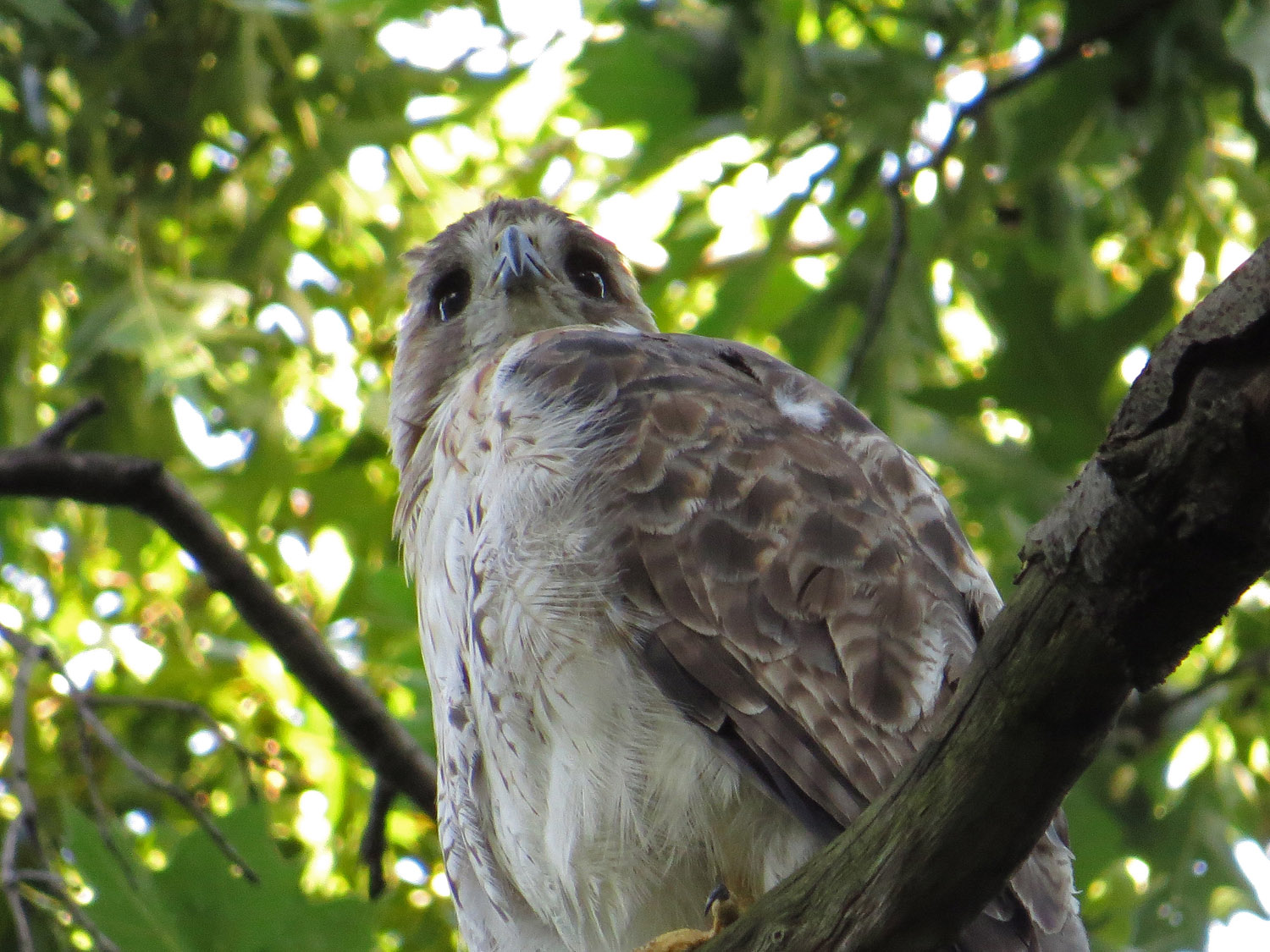 Pale Male 1500 8-9-2016 155P.jpg