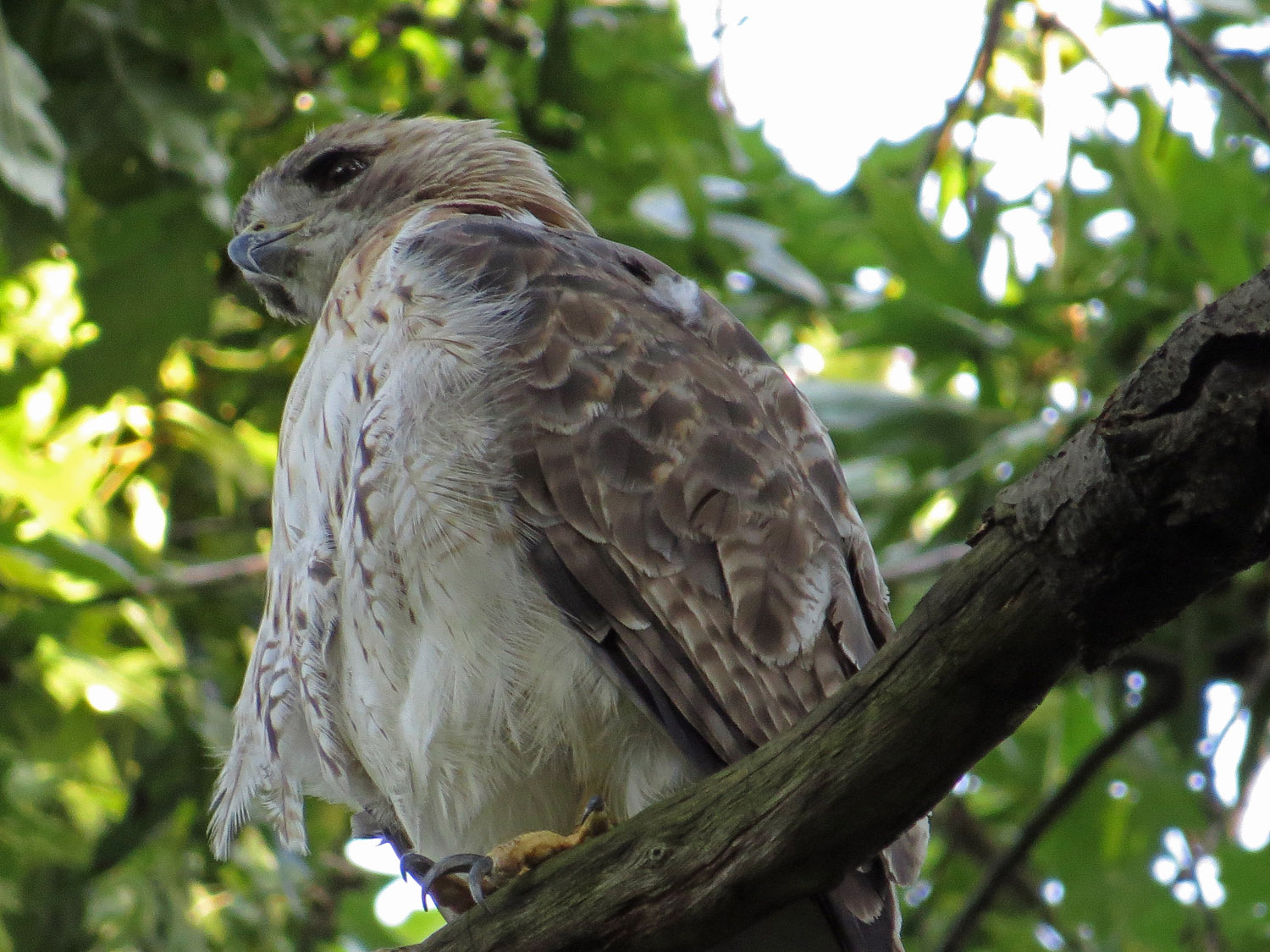 Pale Male 1500 8-9-2016 161P.jpg