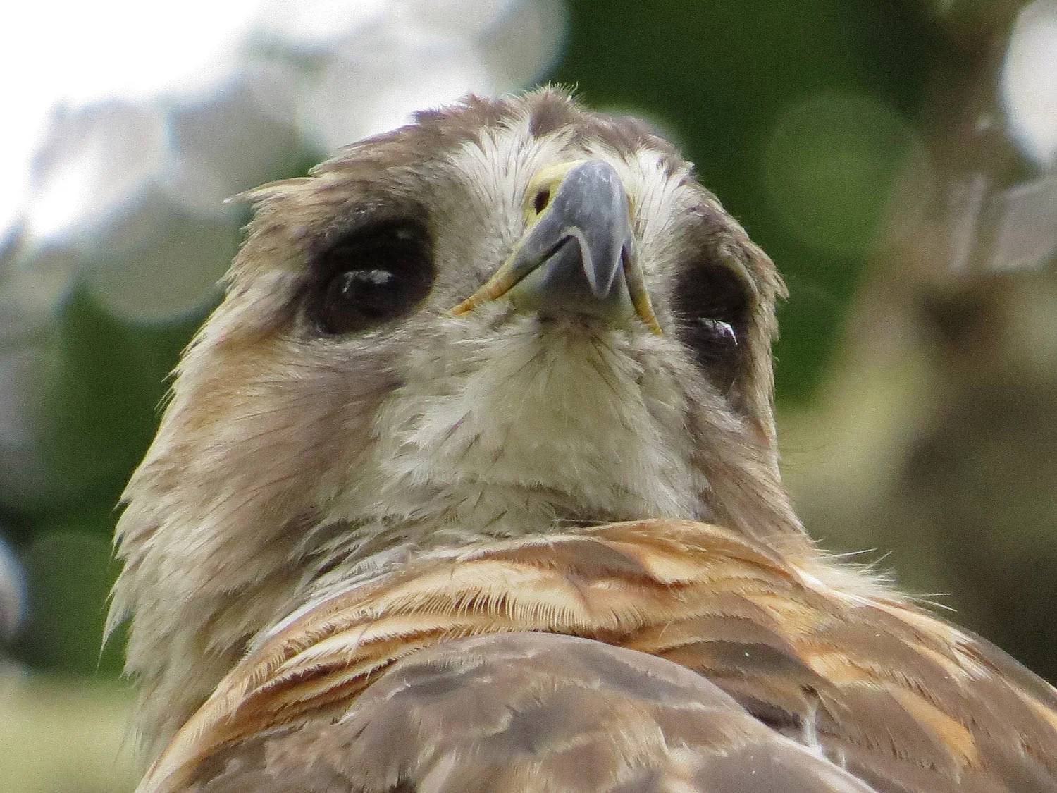 Pale Male, August 10, 2016, at 79th Street and Fifth Avenue in Central Park