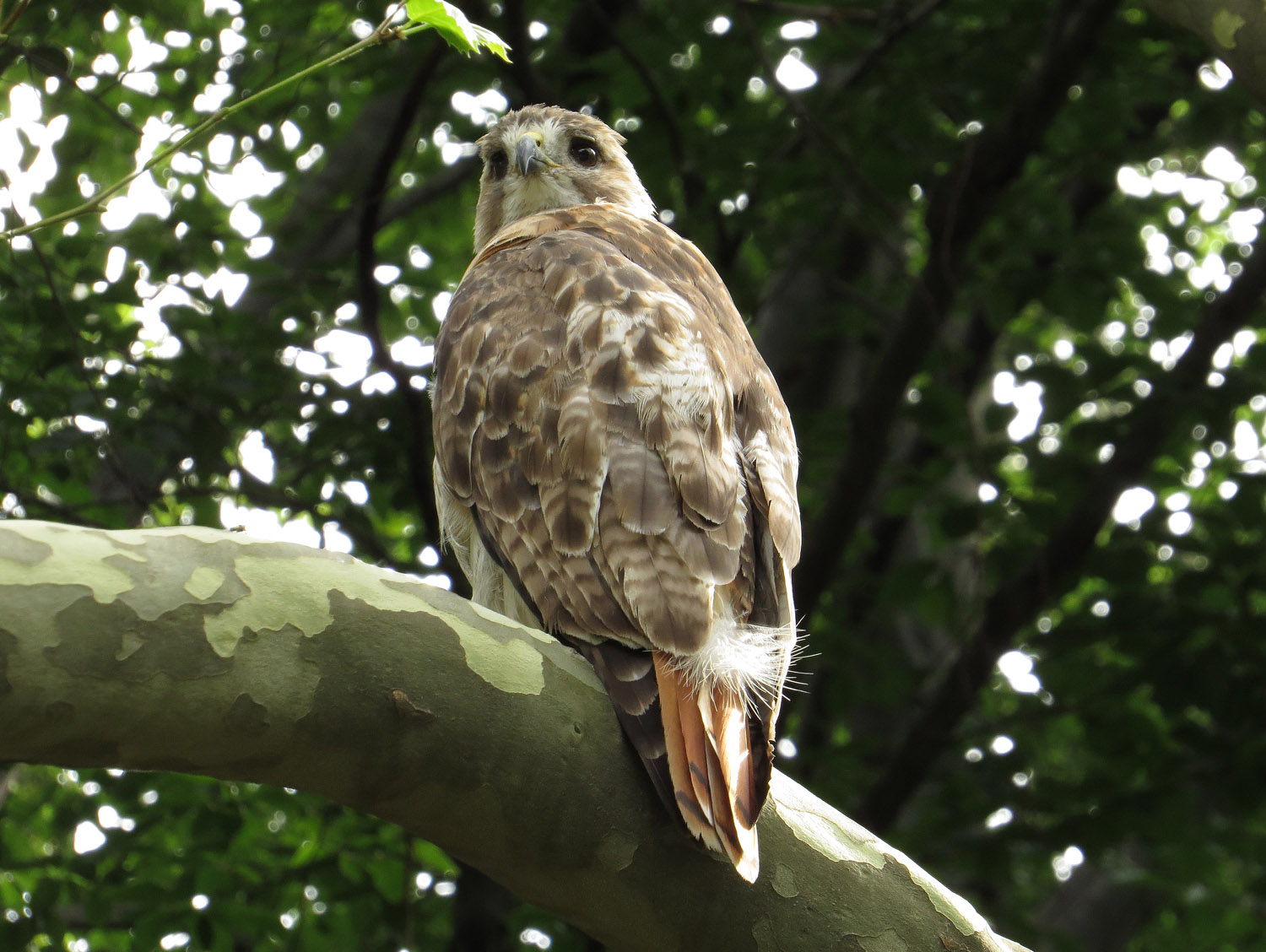 Pale Male 1500 8-10-2016 226.jpg