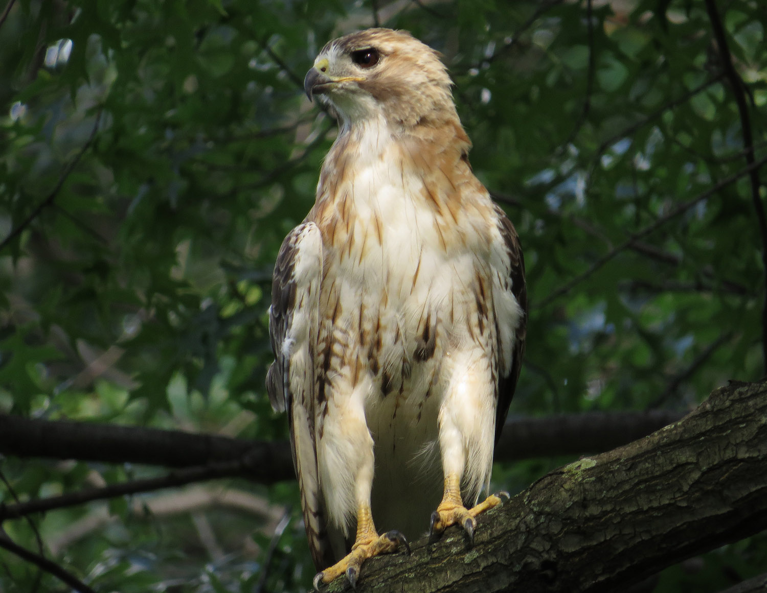 Pale Male 1500 8-11-2016 134P.jpg