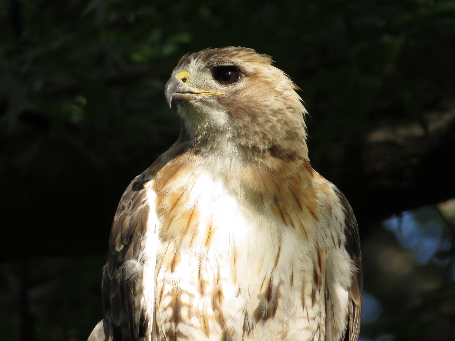 Pale Male 1500 8-11-2016 161P.jpg