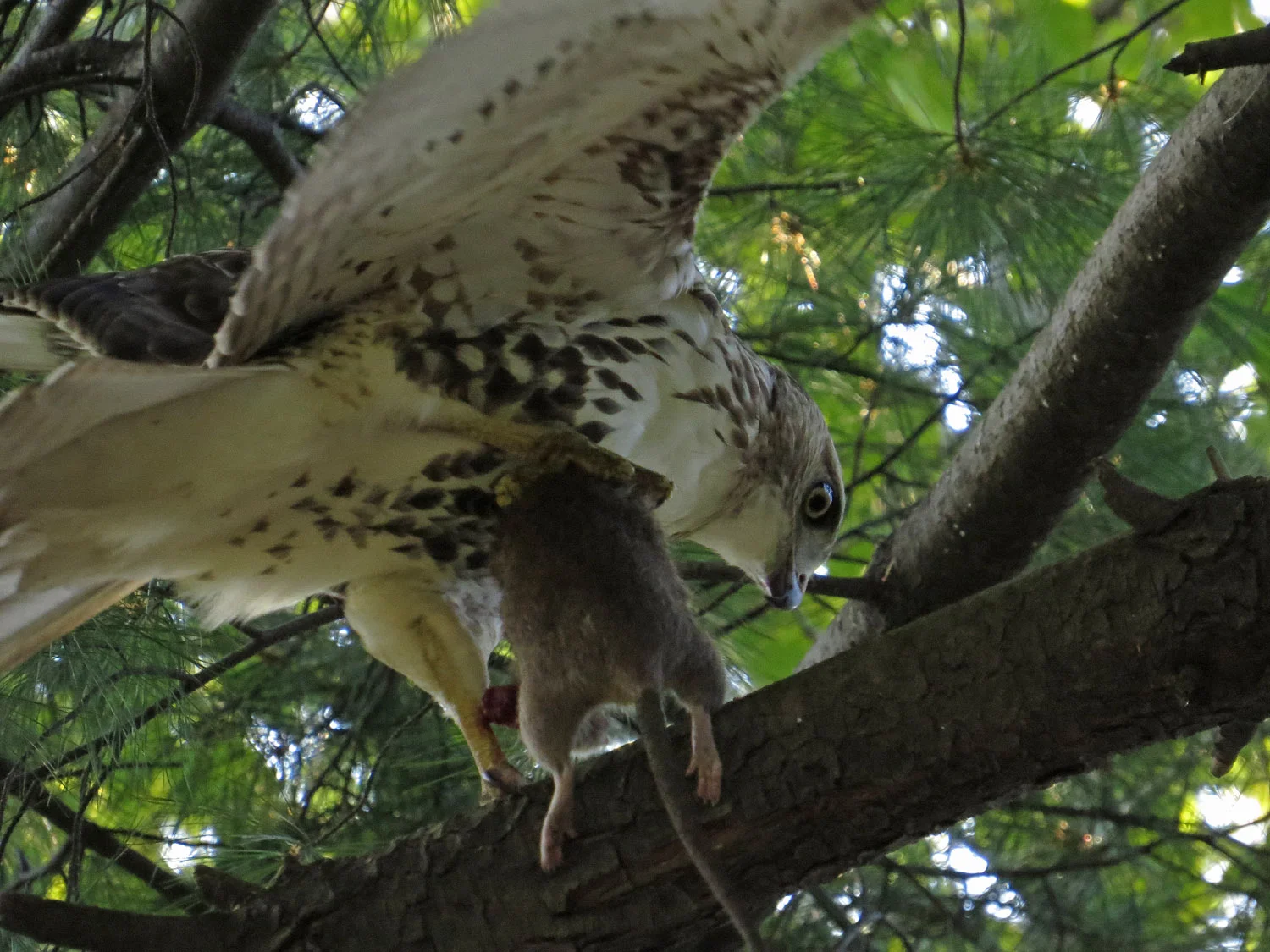 Speedo hawk, north of the Met Museum, evening, August 18, 2016.