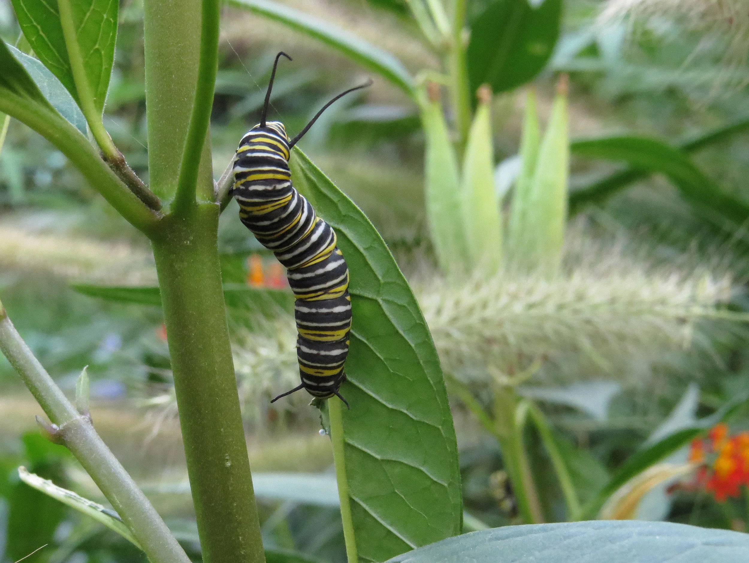 Monarch butterfly, BEFORE