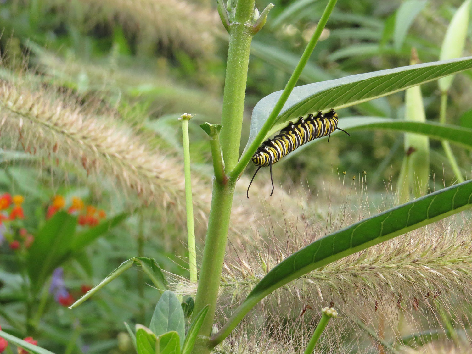 Caterpillar 1500 8-31-2016 121P.jpg