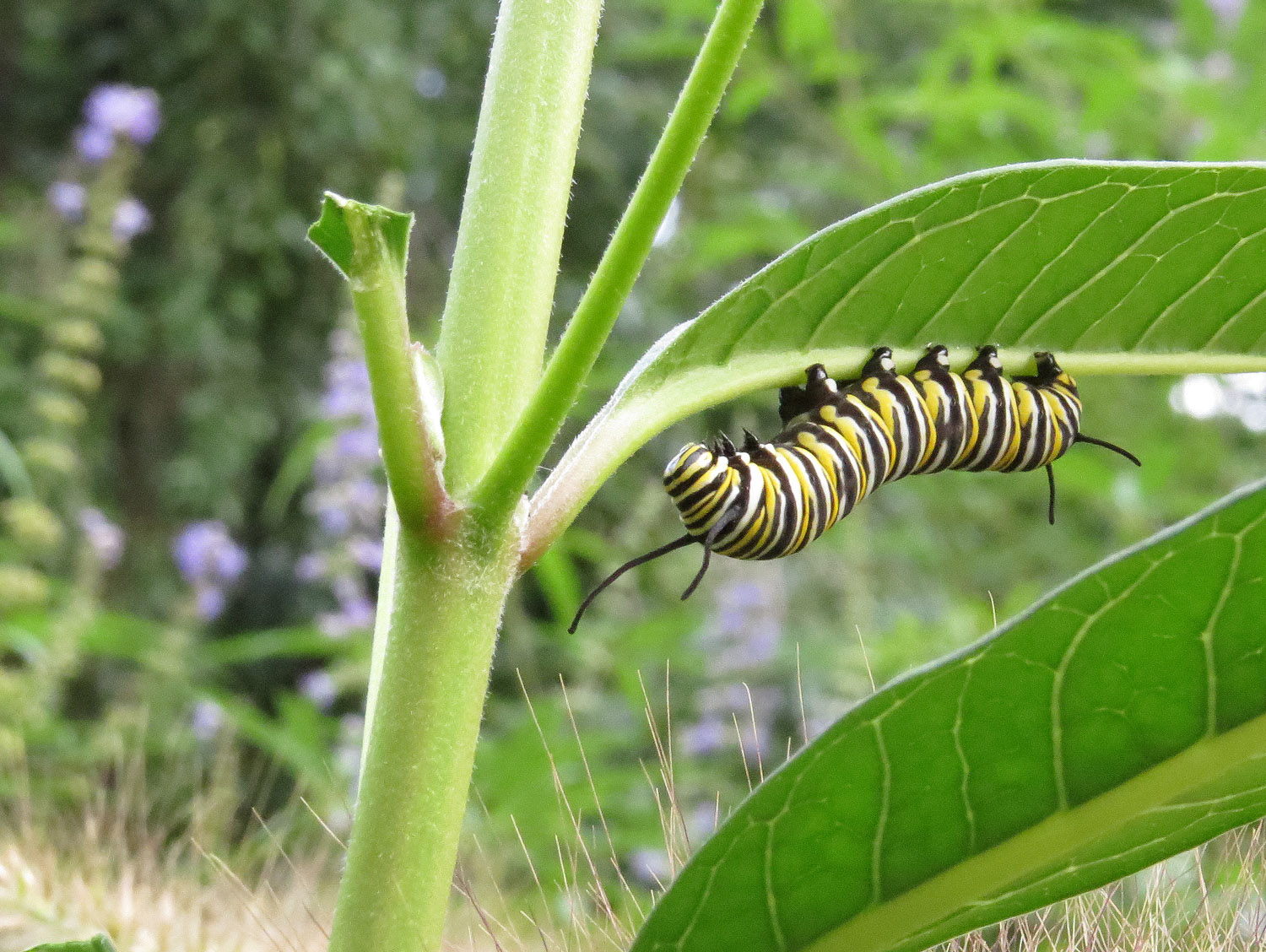 Caterpillar 1500 8-31-2016 127P.jpg