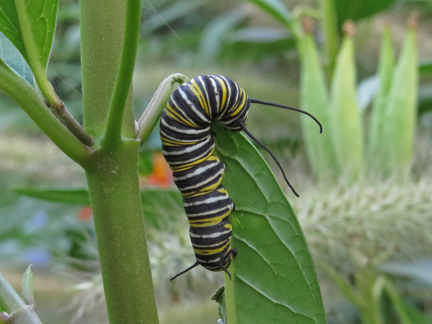 Caterpillar 1500 8-31-2016 153P.jpg