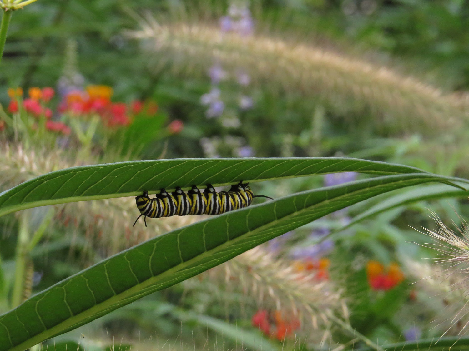 Caterpillar 1500 8-31-2016 162P.jpg