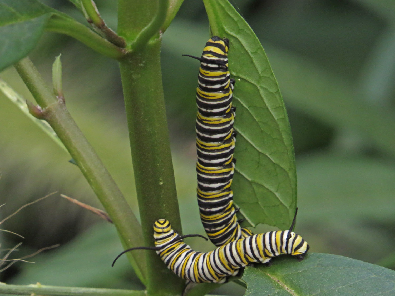 Caterpillar 1500 8-31-2016 166P.jpg