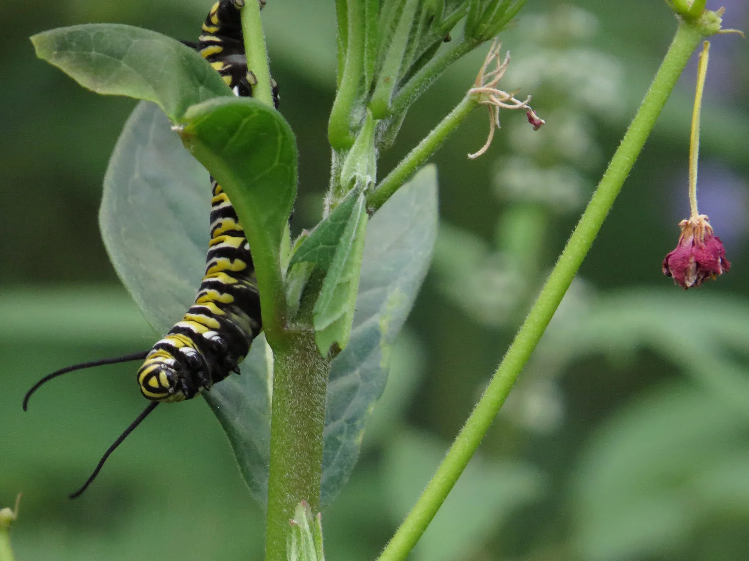 Monarch butterfly, BEFORE