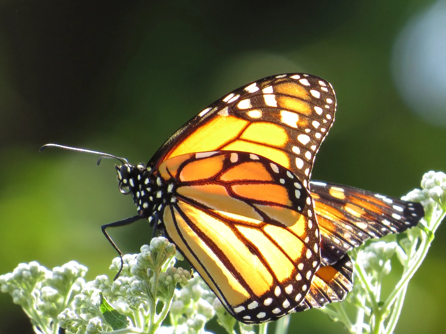 Monarch butterfly, AFTER