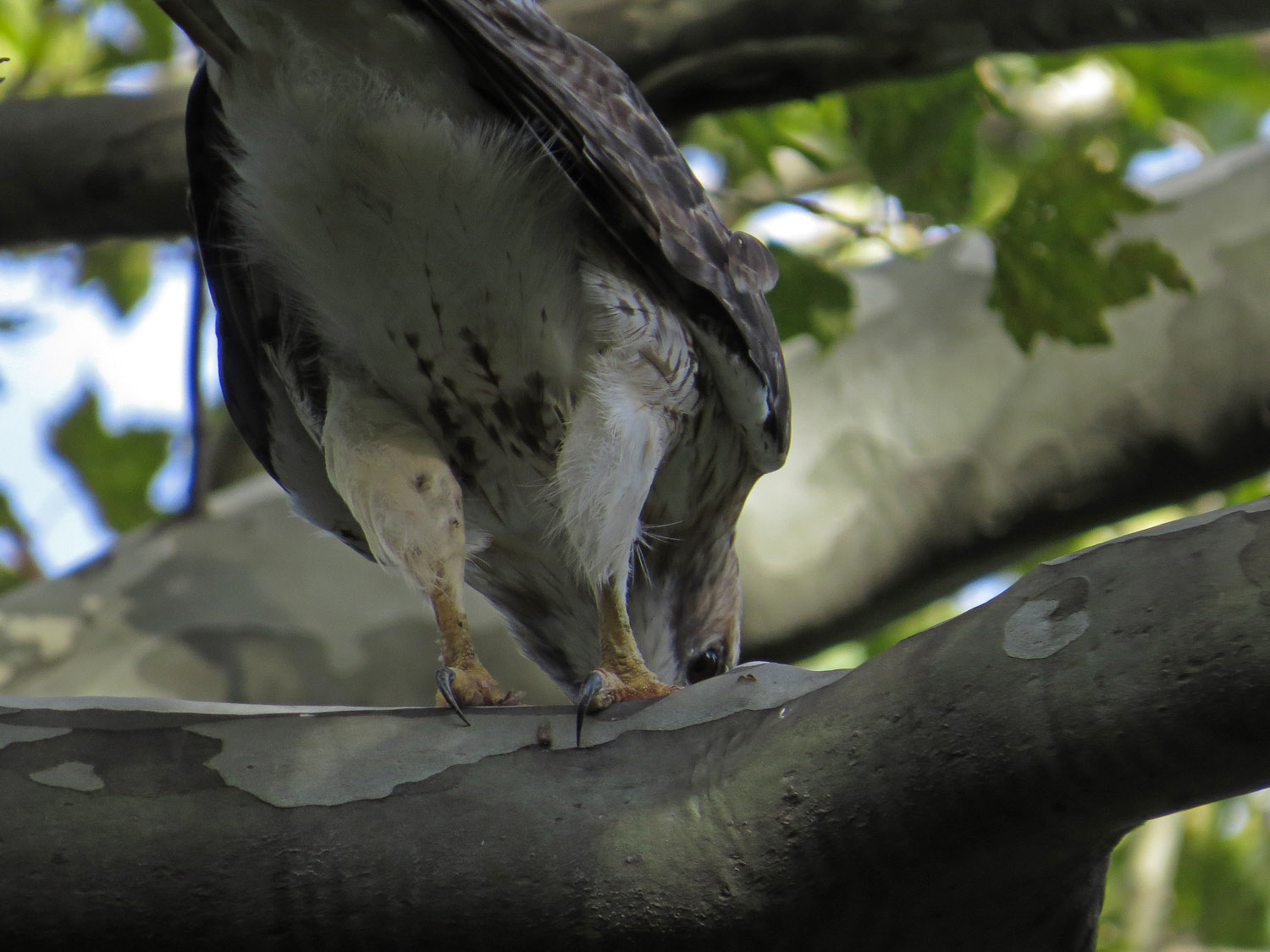 Pale Male 1500 9-2-2016 101P.jpg