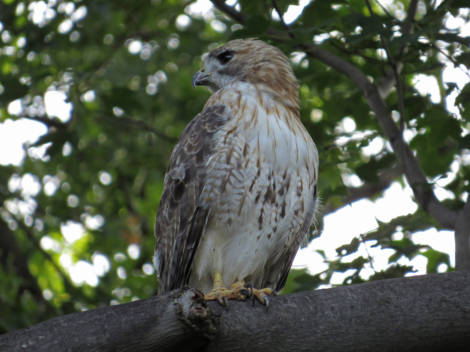 Pale Male 1500 9-2-2016 139P.jpg