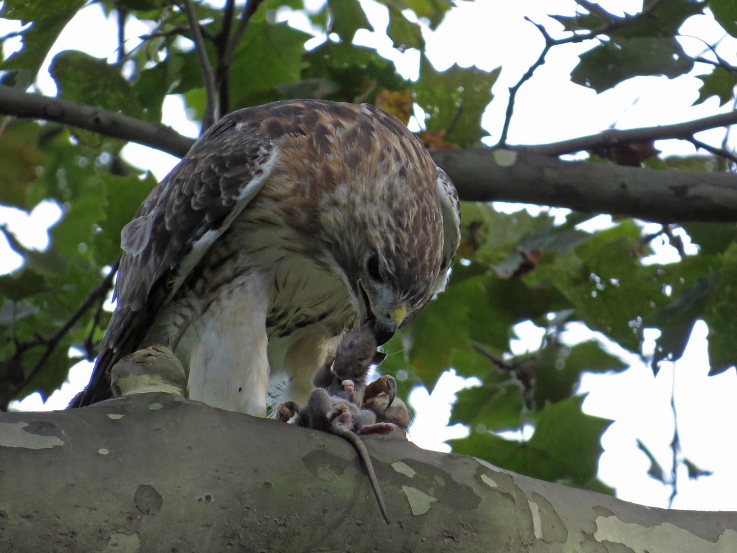 Pale Male 1500 9-2-2016 162P.jpg