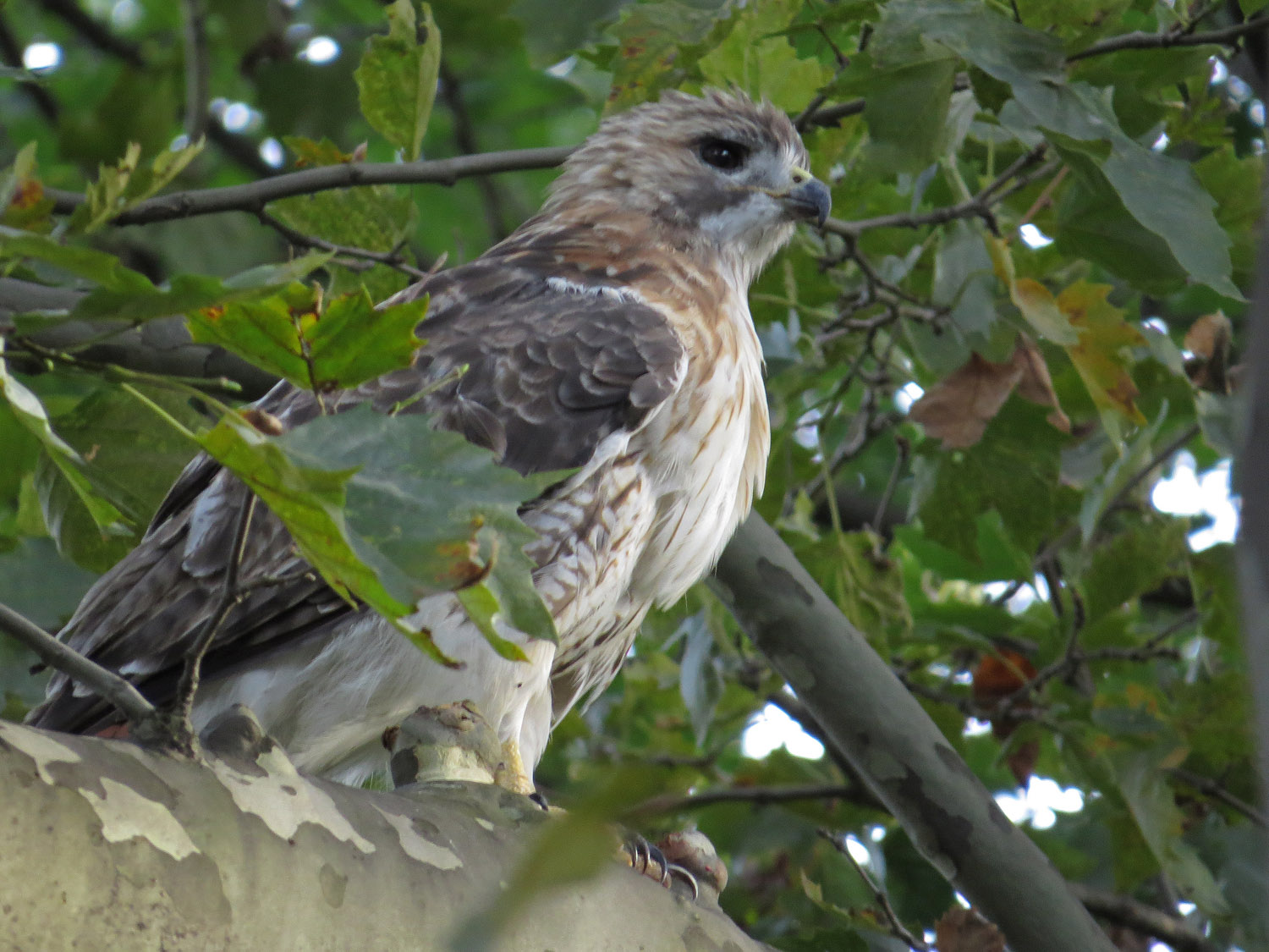 Pale Male 1500 9-2-2016 172P.jpg