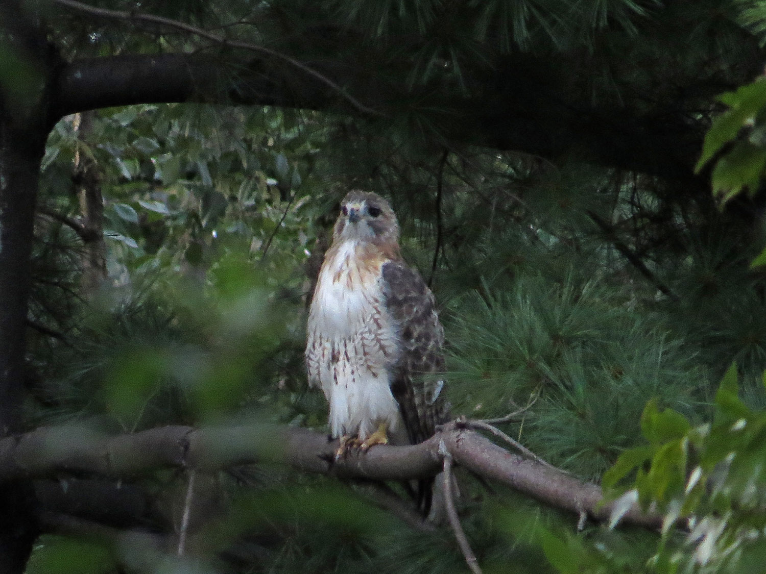 Pale Male 1500 9-2-2016 214P.jpg