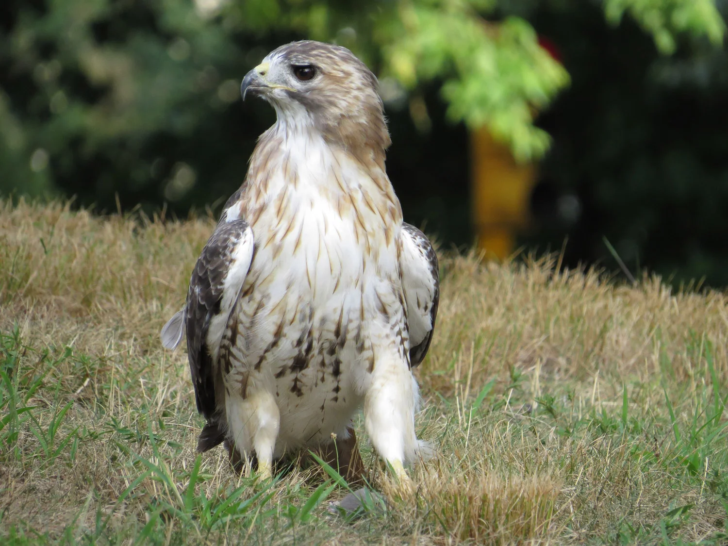 Pale Male after the trapeze act.