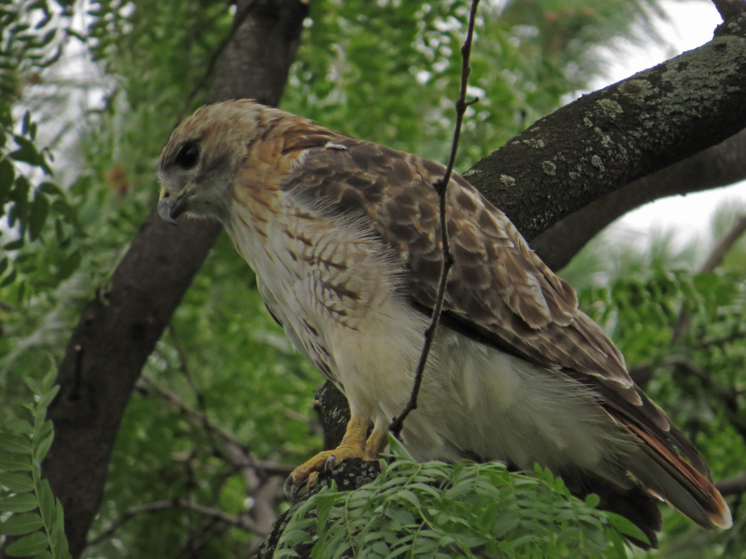 Pale Male 1500 8-21-2016 105P.jpg