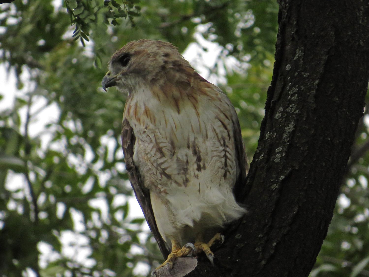 Pale Male 1500 8-21-2016 147P.jpg