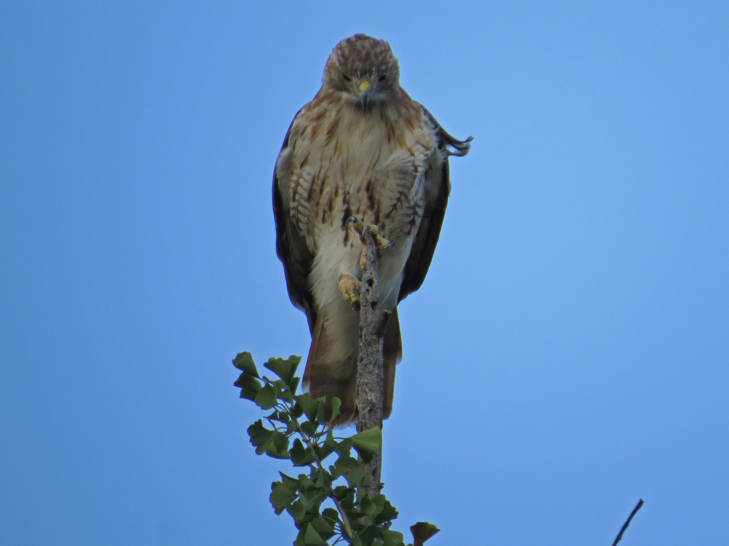 Pale Male 1500 8-24-2016 032P.jpg