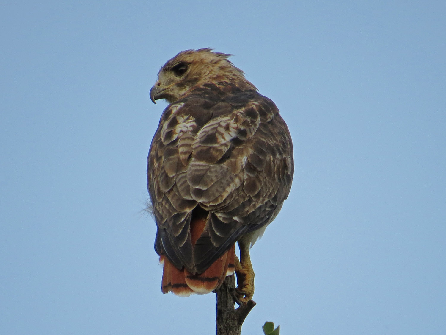 Pale Male 1500 8-24-2016 037P.jpg