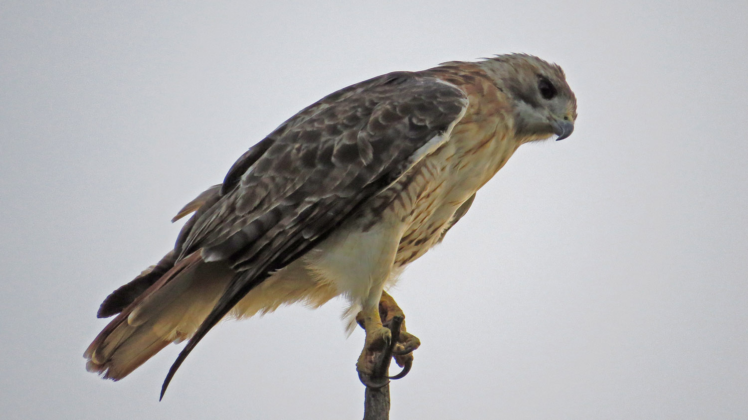 Pale Male 1500 8-24-2016 073P.jpg