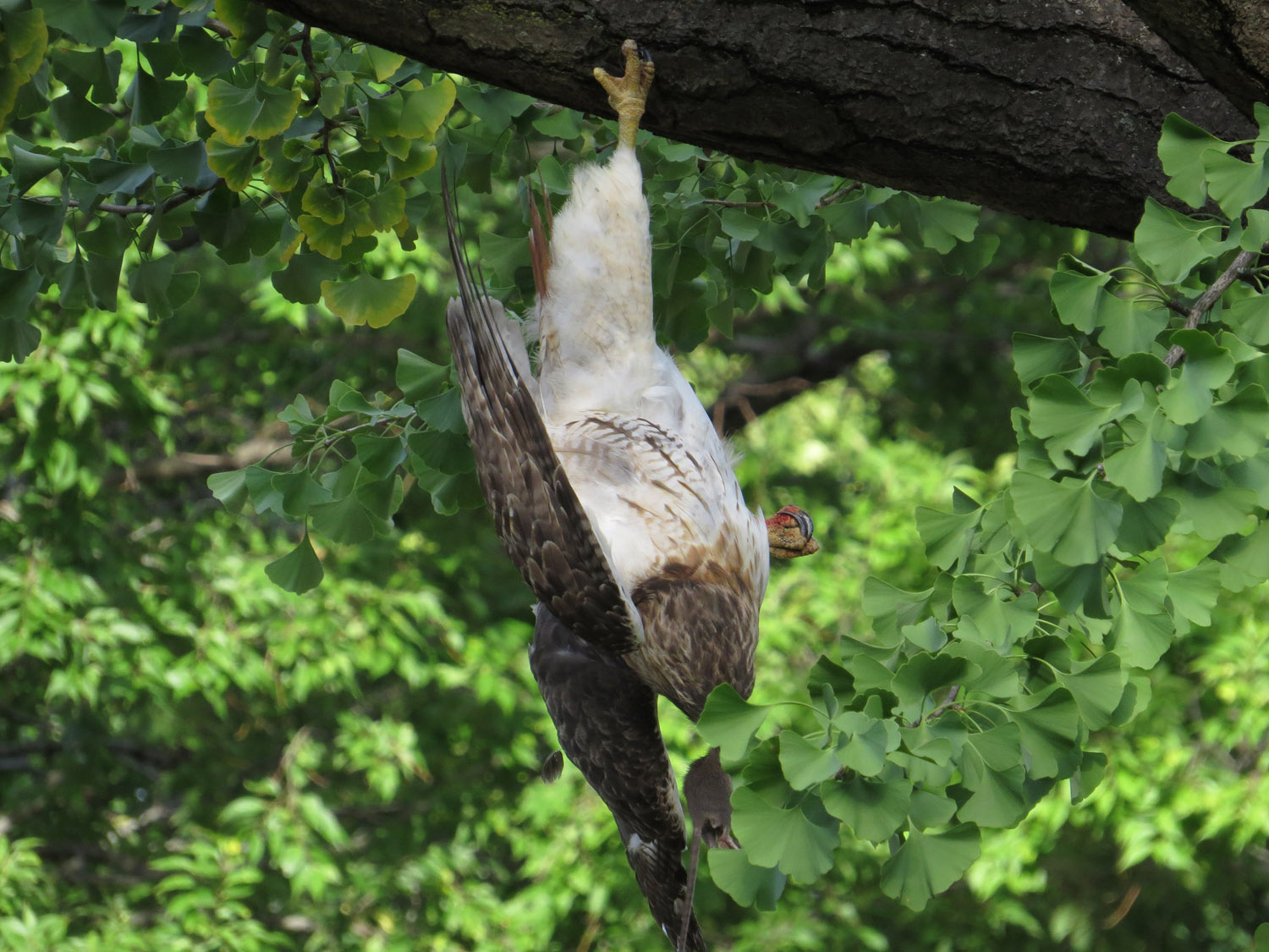 Pale Male 1500 9-2-2016 145P.jpg