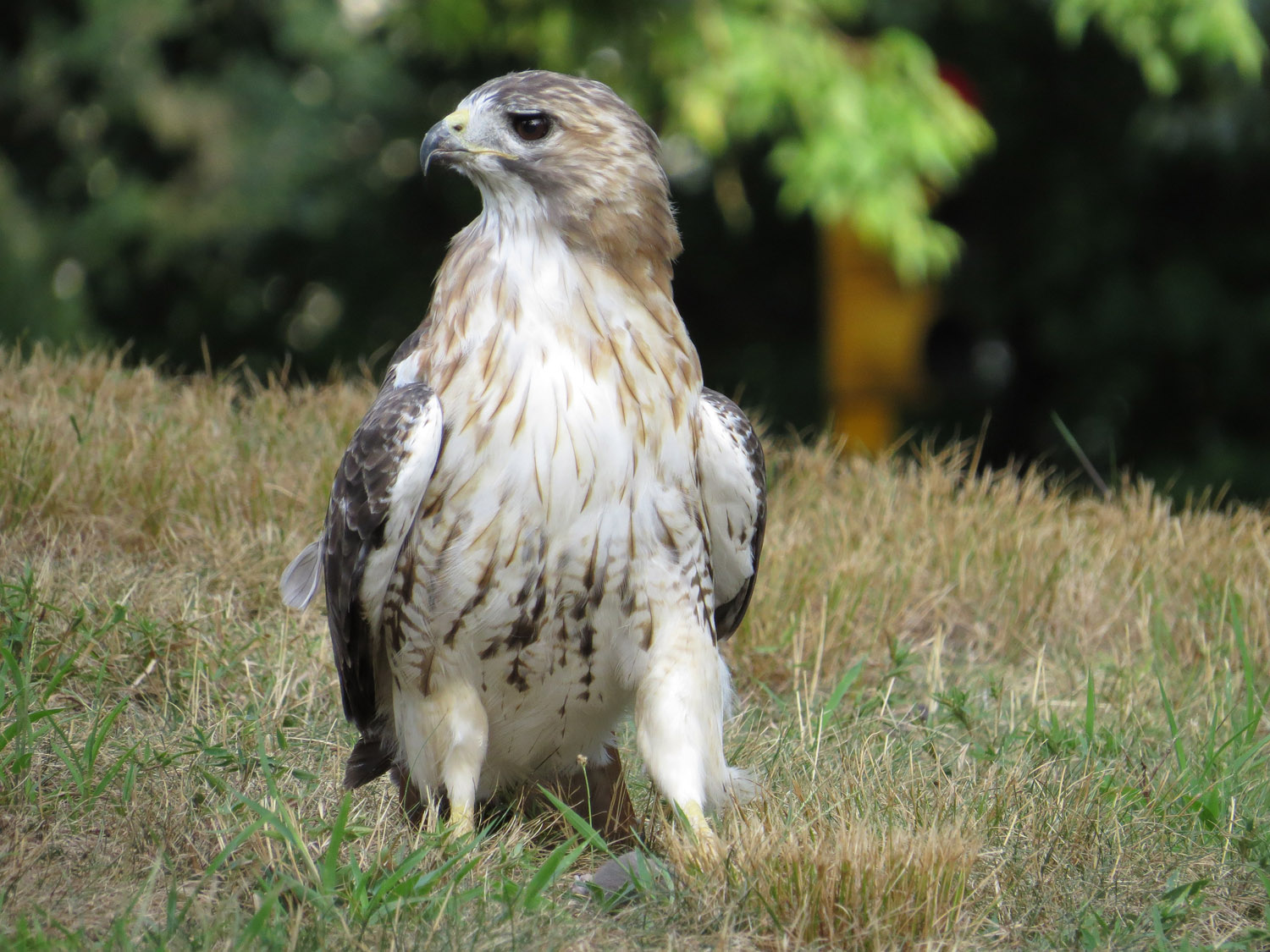 Pale Male 1500 9-2-2016 151P.jpg