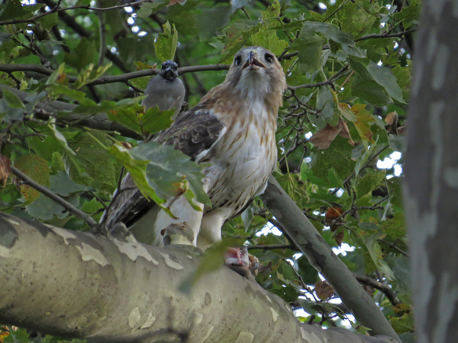 Pale Male 1500 9-2-2016 168P.jpg