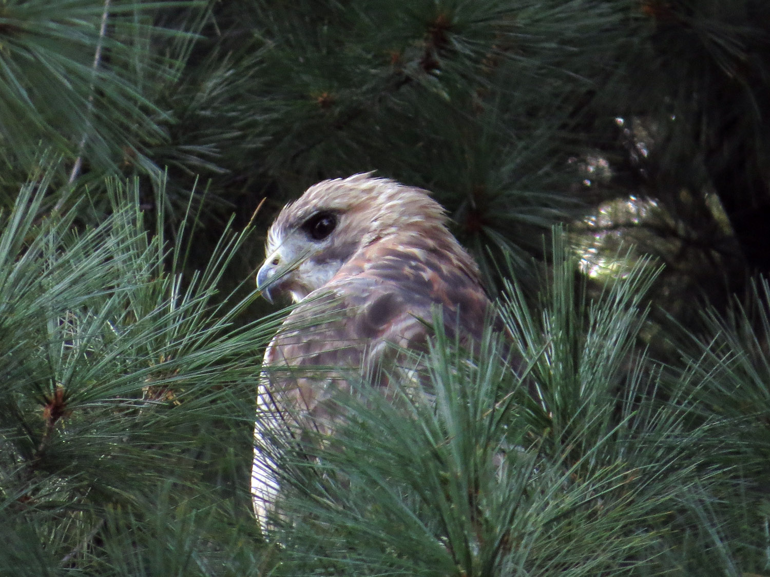 Pale Male 1500 9-2-2016 209P.jpg