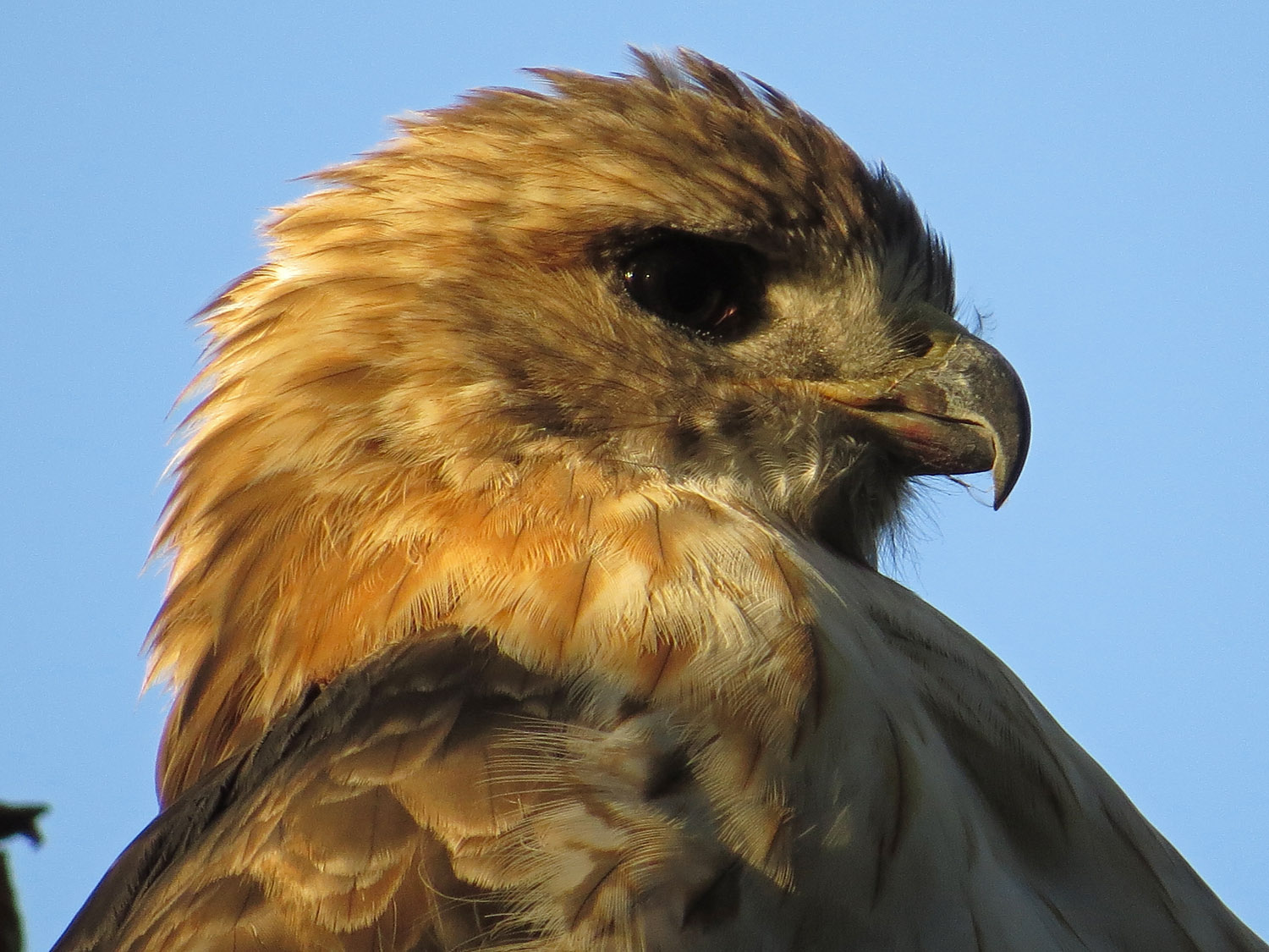 Pale Male 1500 9-3-2016 188P.jpg