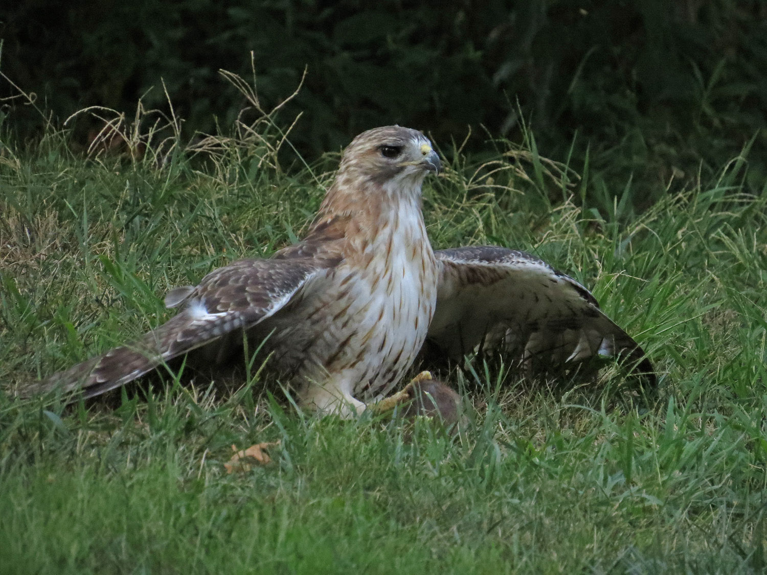 Pale Male 1500 9-3-2016 205P.jpg