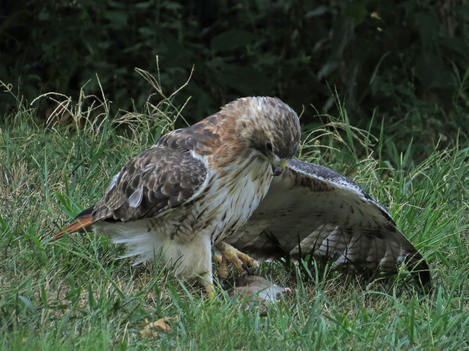 Pale Male 1500 9-3-2016 206P.jpg