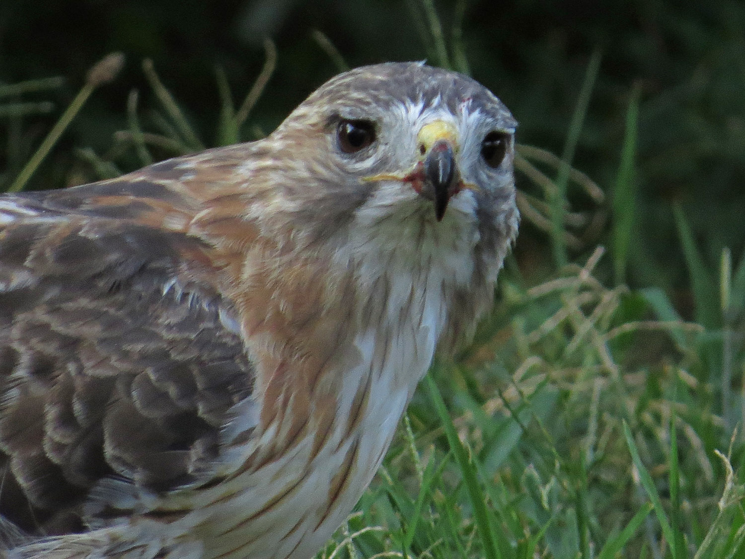 Pale Male 1500 9-3-2016 240P.jpg