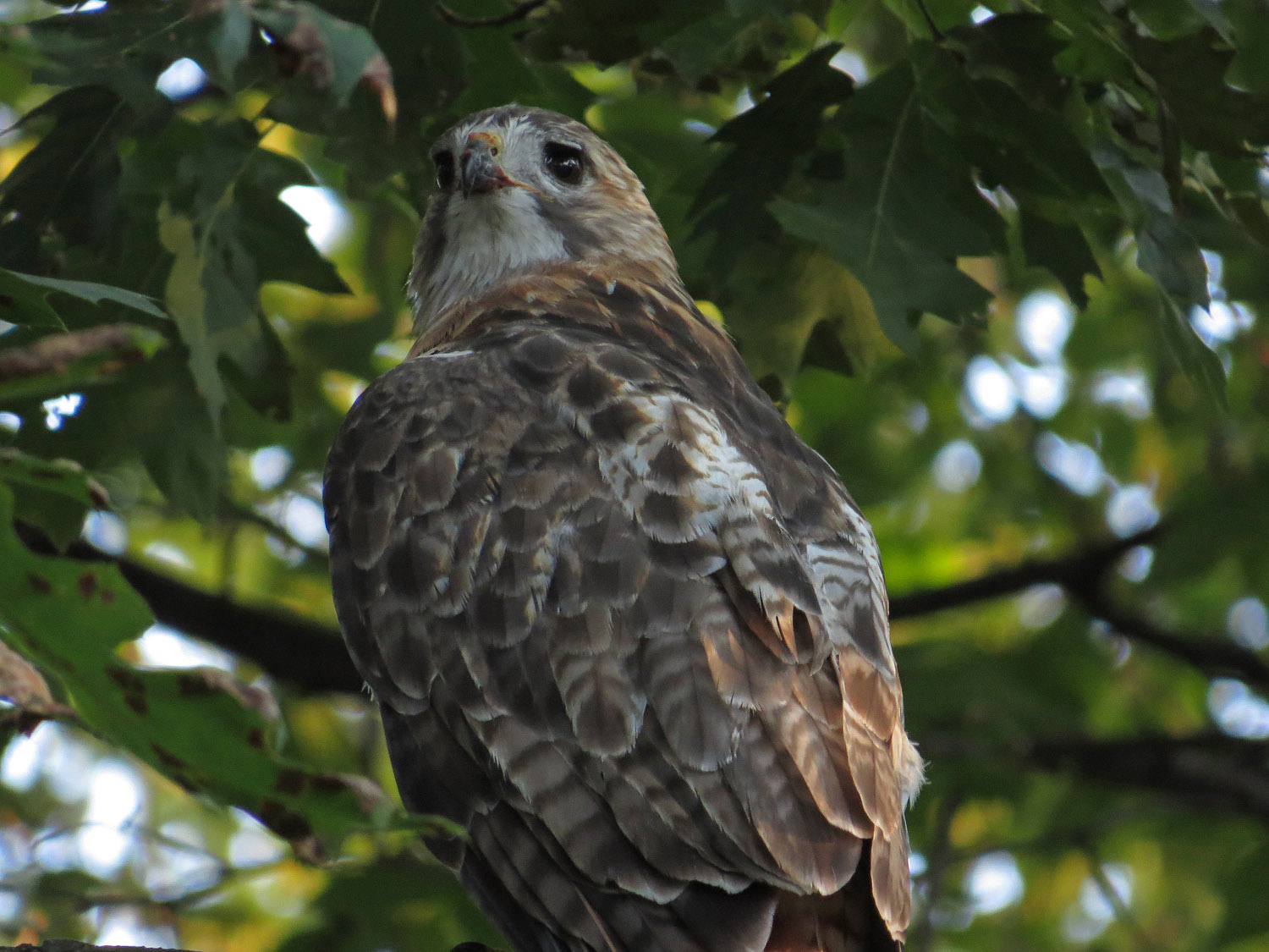 Pale Male 1500 9-3-2016 285P.jpg