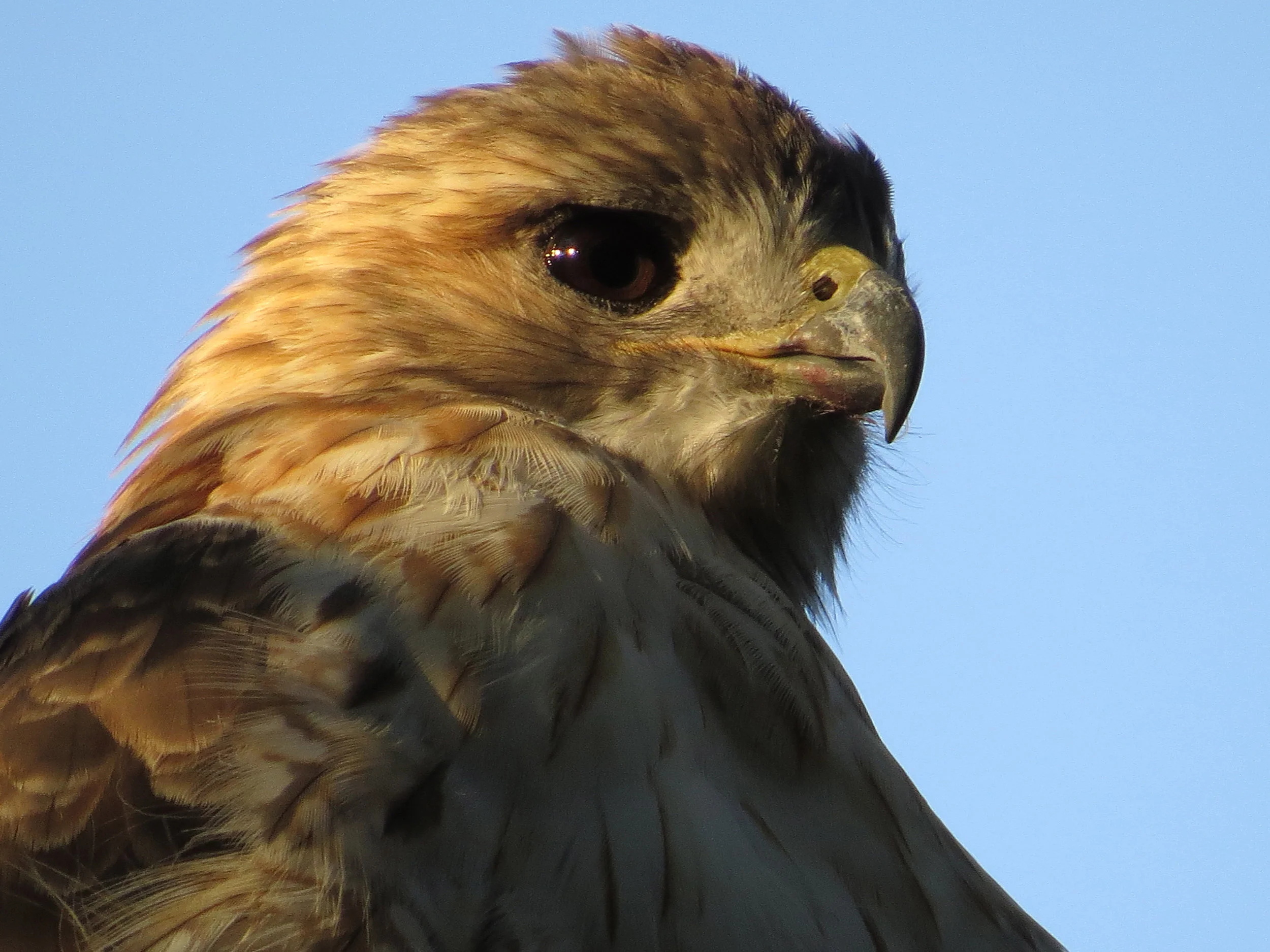 Pale Male in the Ramble, September 3, 2016