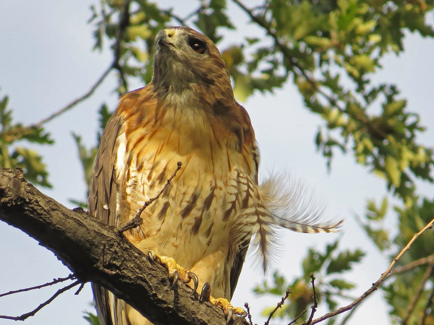 Fred Hawk, over the bridle path south of the Reservoir, September 5, 2016
