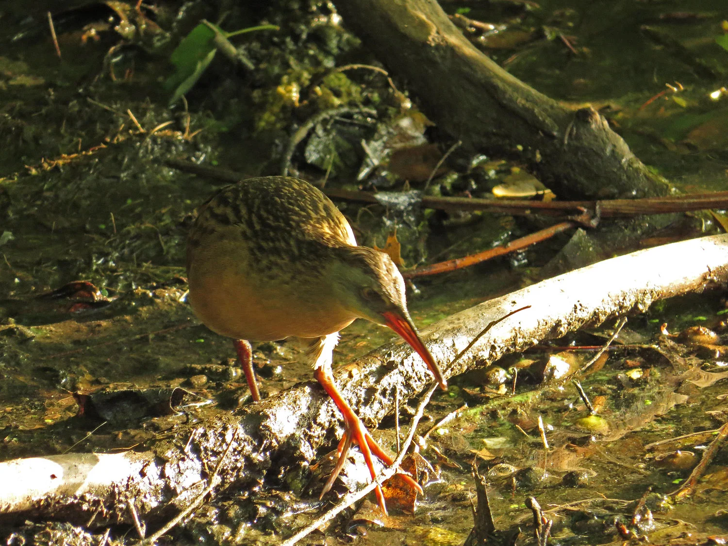 A Virginia rail at the Lake, Central Park, Sept. 9, 2016.