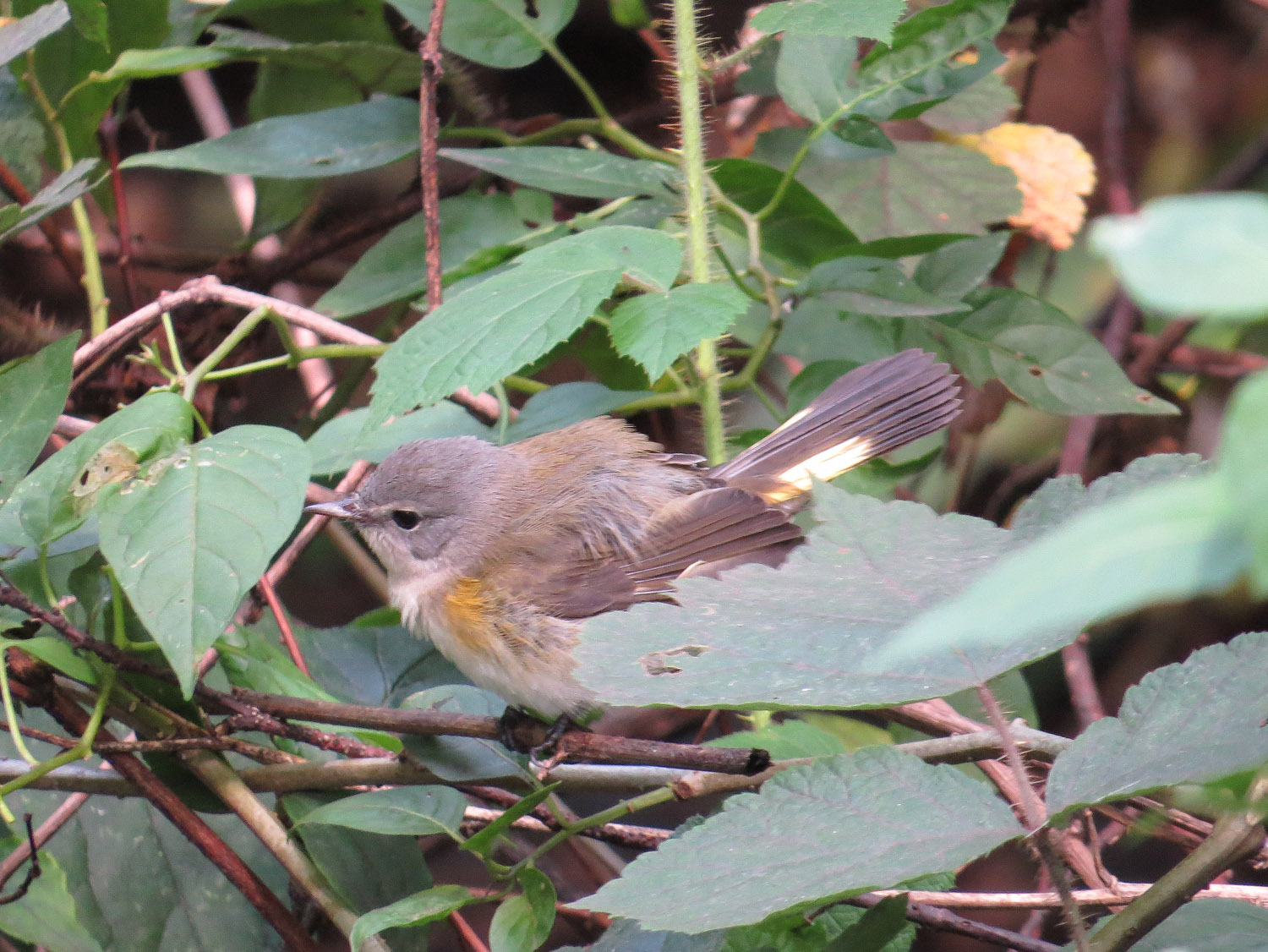 A young redstart pre-bath at Triplets Bridge, Sept. 10, 2016.