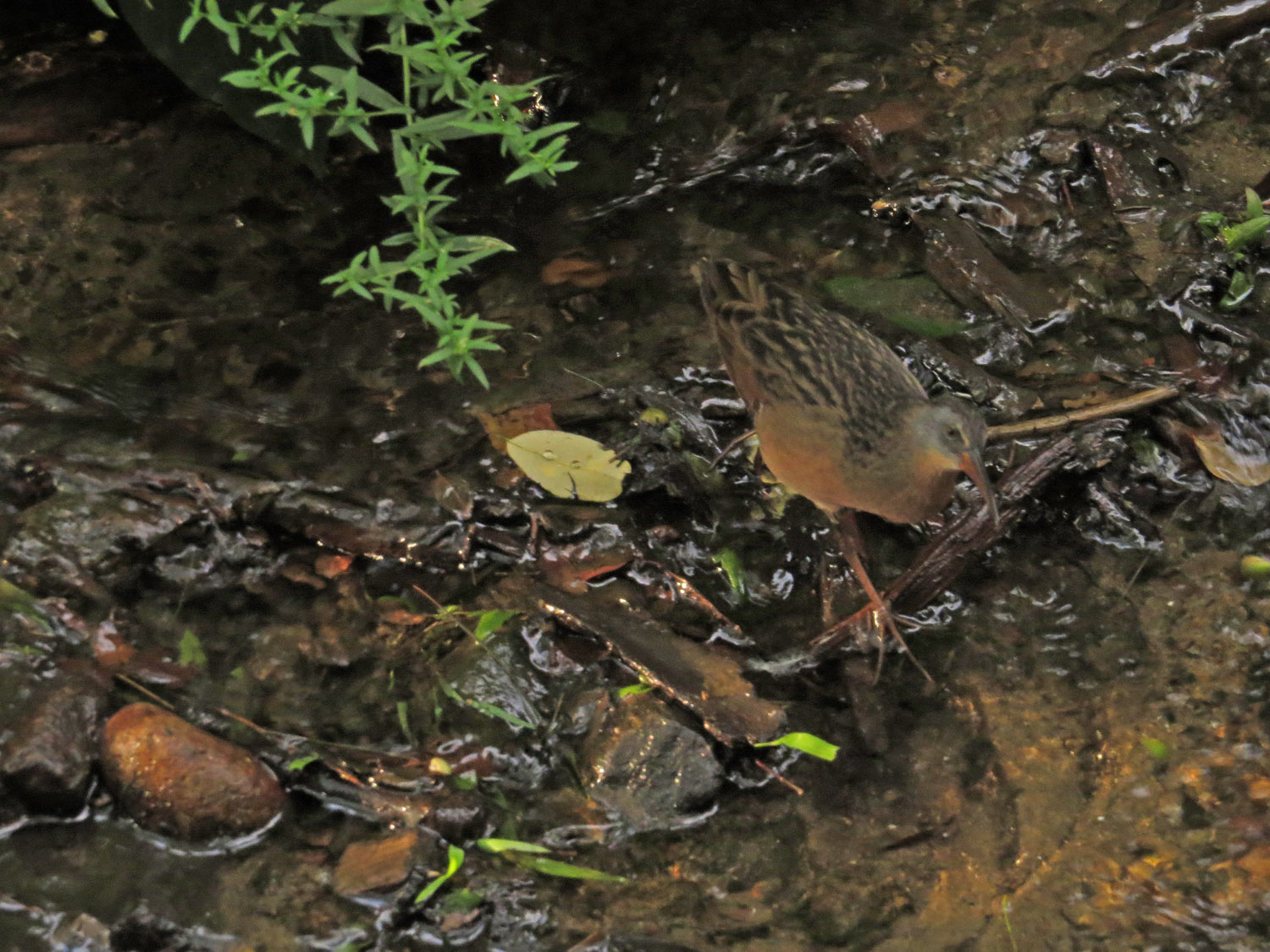 Virginia Rail 1500 9-9-2016 227P.jpg