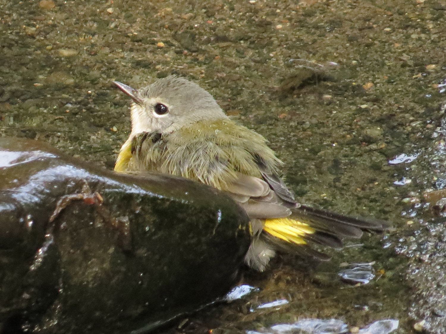 Redstart 1500 9-10-2016 021P.jpg