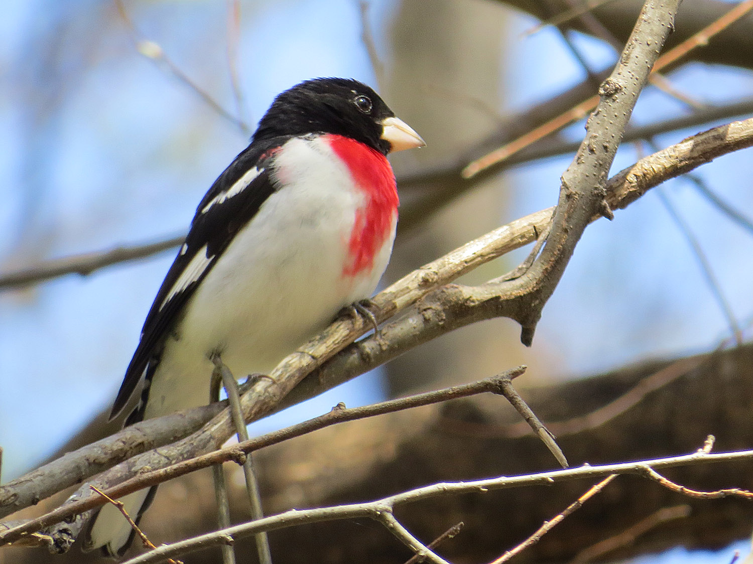 Grosbeak 1500 4-28-2015 104P.jpg