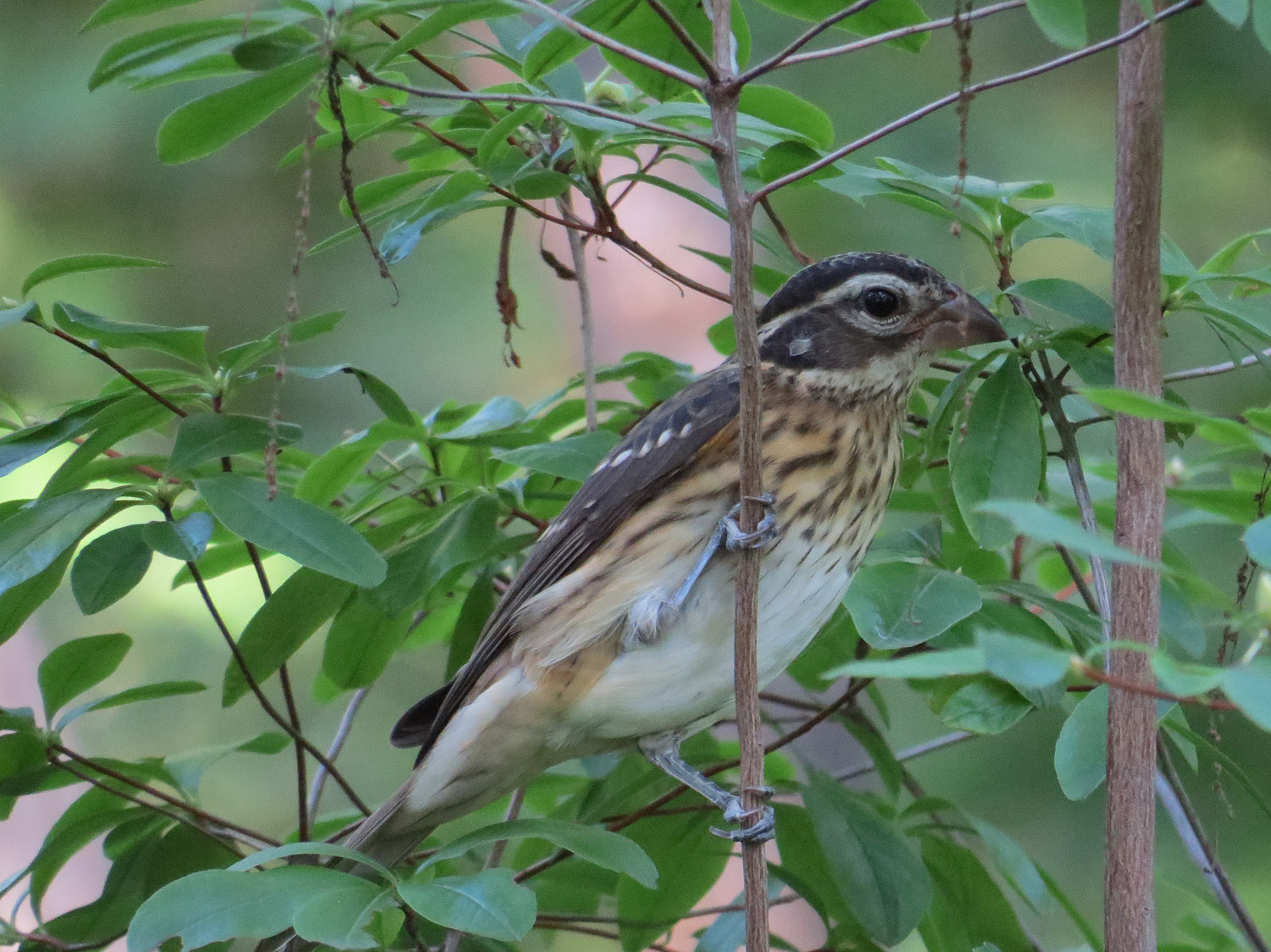 Grosbeak 1500 9-16-2015 069P.jpg