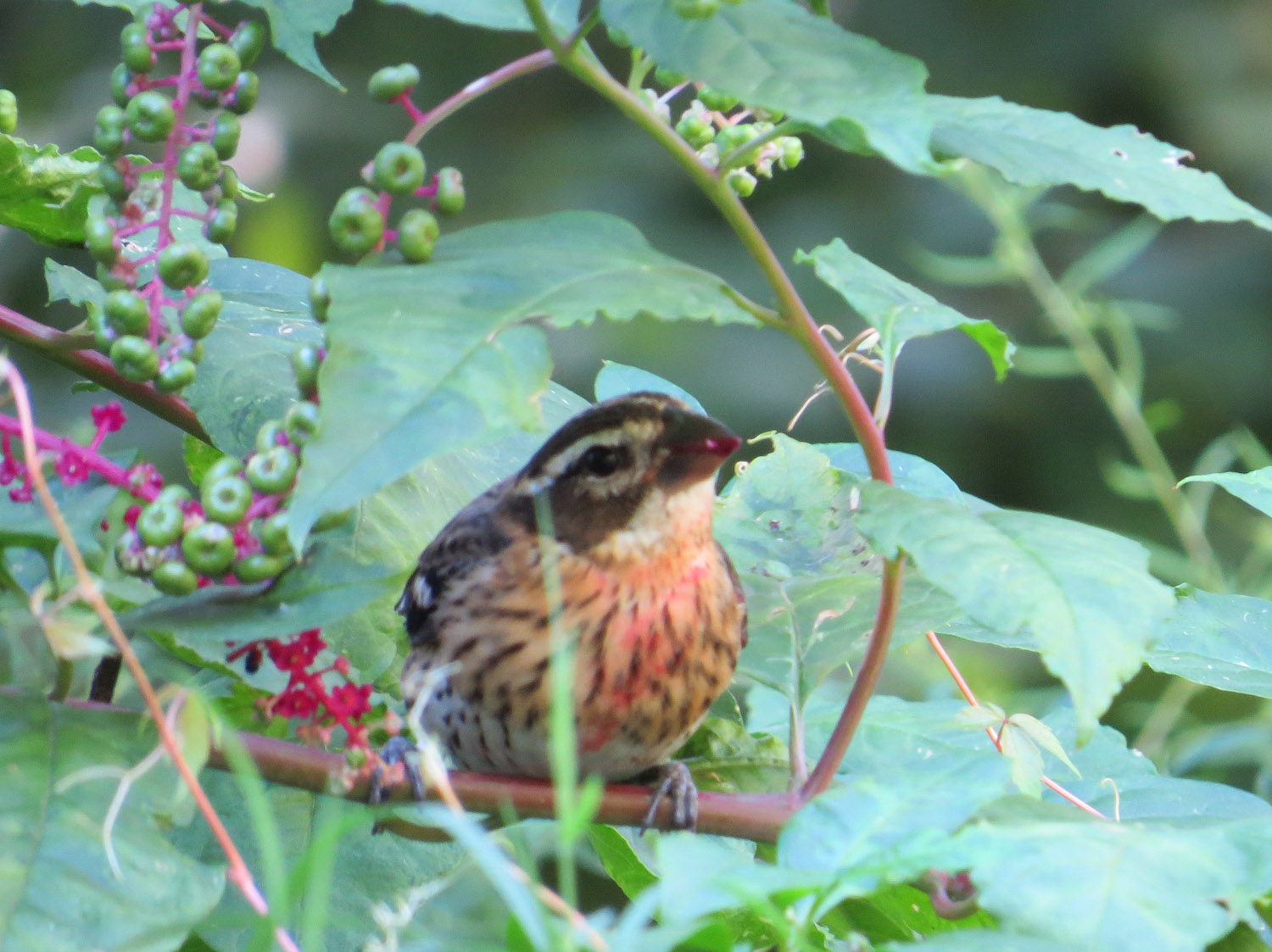 Grosbeak 1500 9-12-2016 016P.jpg