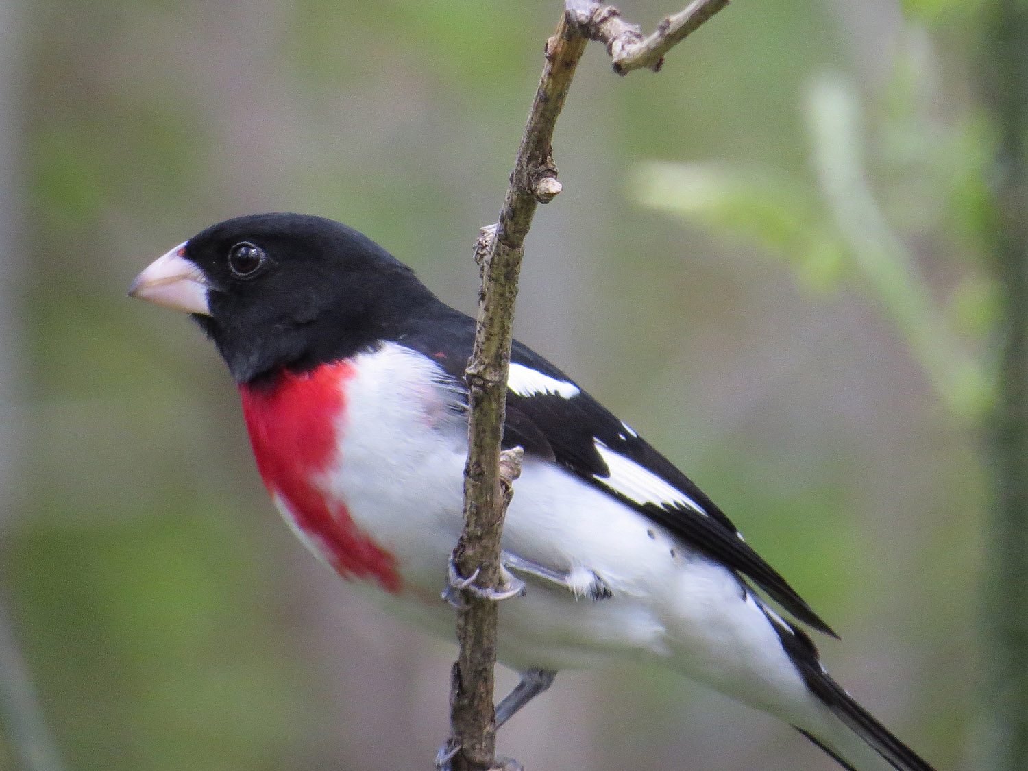 Grosbeak 1500 4-28-2015 114P.jpg