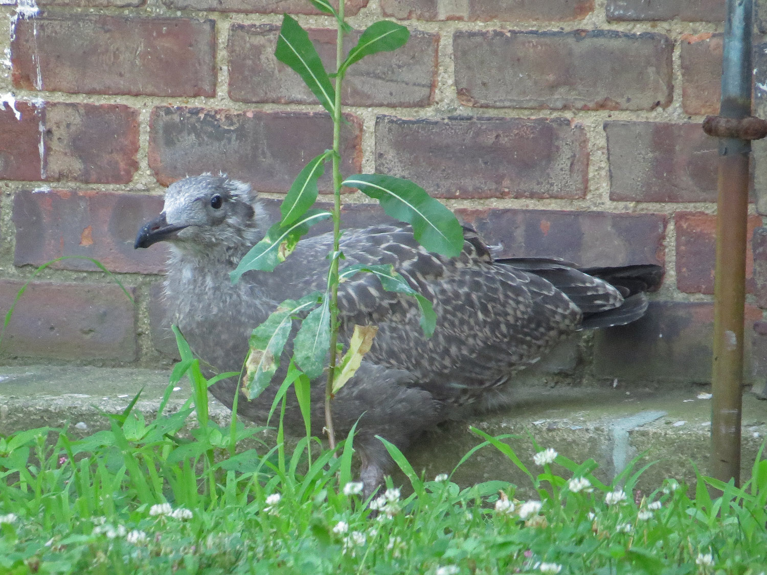 Gull 1500 7-17-2016 162P.jpg