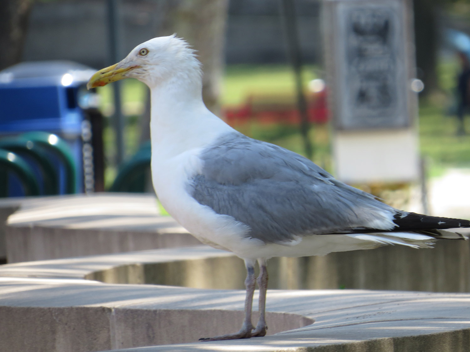 Gull 1500 7-17-2016 167P.jpg