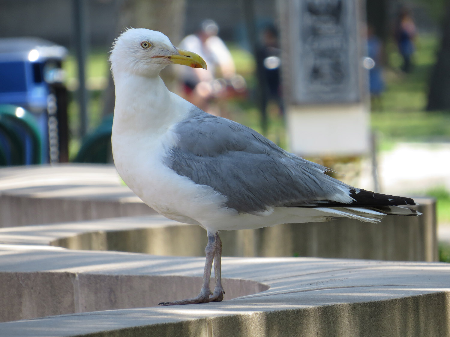 Gull 1500 7-17-2016 168P.jpg